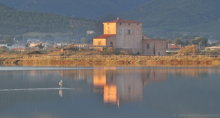 Fenicottero giovane - Phoenicopterus roseus